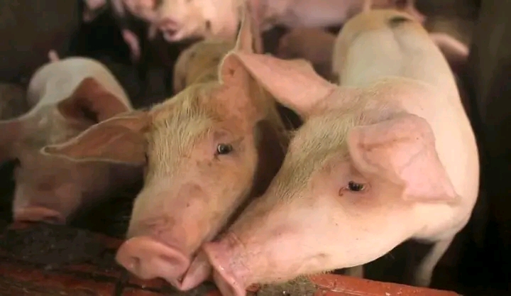 Pig Farmer Loses KSh2.9 Million After African Swine Fever Outbreak in Ruai