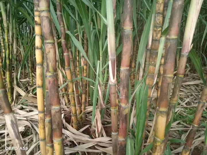 Chemelil Sugar Workers Down Tools Over Unpaid Dues as KSh2.7 Billion Pay Dispute Escalates