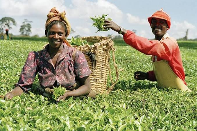 Ruto allocates ksh850 million for construction of small-scale tea factories